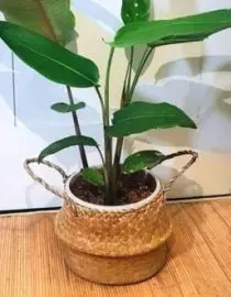 Cover pot purun natural