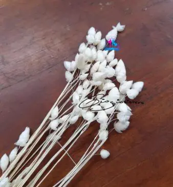 Bunga kering big briza