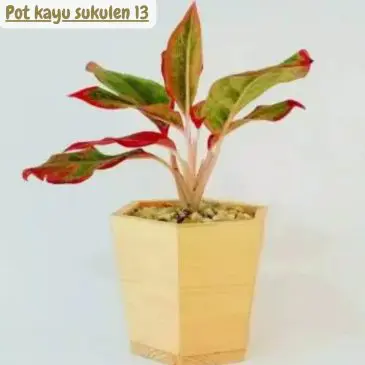 Pot kayu sukulen 13