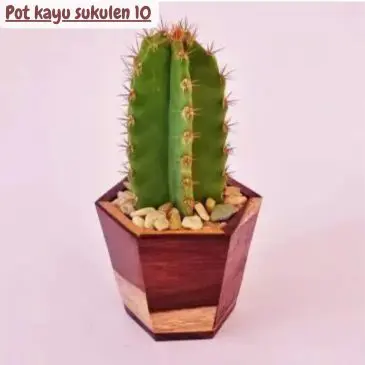 Pot kayu sukulen 10