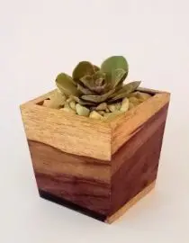 Pot kayu sukulen 08