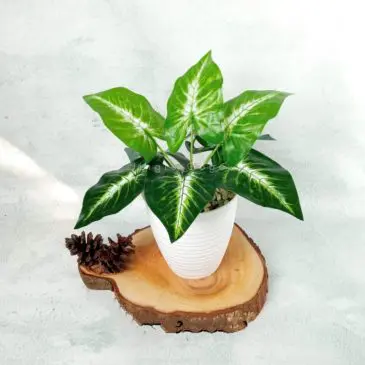 bunga sri gading plastik set pot 02