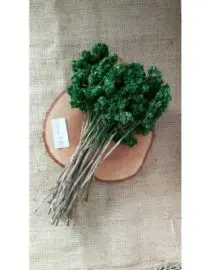 Bunga edelweis hijau