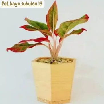 Pot kayu sukulen 13