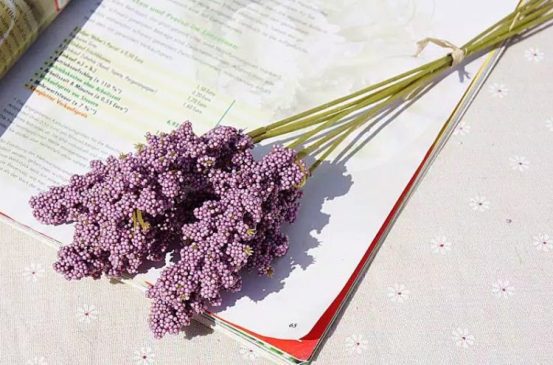bunga kering vanilla spike ungu
