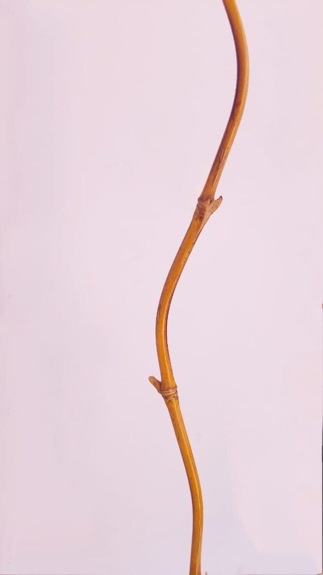 Ranting bambu - Gambar 4