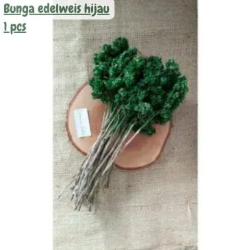 Bunga edelweis hijau