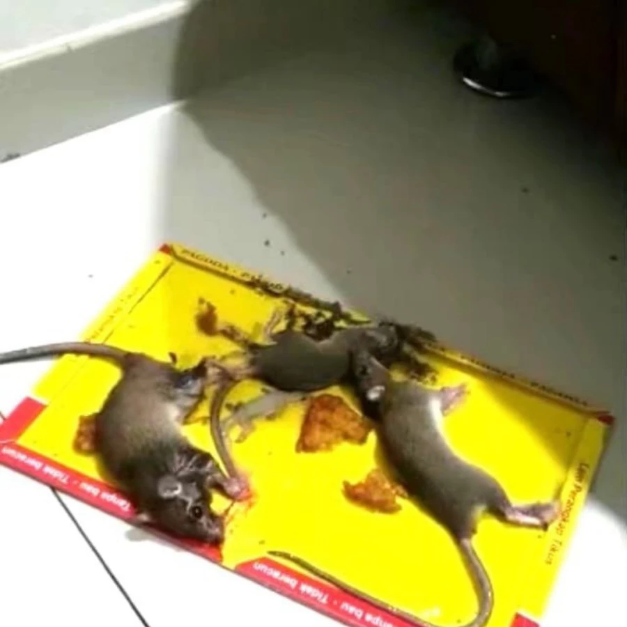Lem Tikus / Papan Jebakan Tikus Super Kuat 32cm x 21cm - Gambar 2