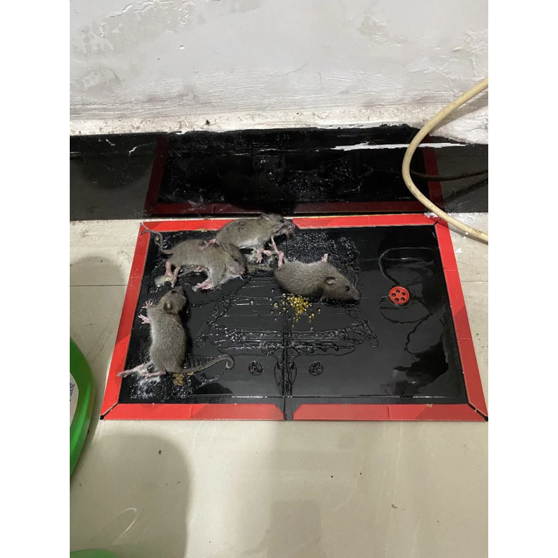 Lem Tikus / Papan Jebakan Tikus Super Kuat 32cm x 21cm - Gambar 4